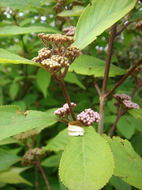 Callicarpa bodinieri var.giraldii P17